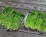 A picture of step 1 of Garlic Chive He Zi (pockets) made from Spelt 全麦韭菜盒子.