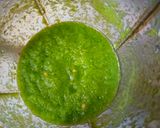 A picture of step 1 of Guava Chutney.