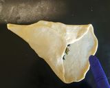 Foto del paso 6 de la receta: Fatayer Al Siliq/ Empanadas de Vigilia