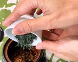 Foto del paso 3 de la receta: Como se prepara el Genmaicha con nuestro Genmai