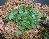 Foto langkah ke 6 dari resep 22. Orak-Arik Ikan Tongkol Cakalang.