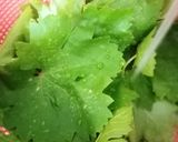 عکس مرحله 1 از دستور لواشک برگ مو+غوره