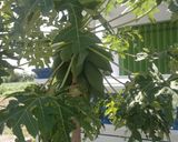 صورة لخطوة 14 من وصفة الارز المشوي 🌾nasi bakar🌾