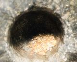 A picture of step 1 of Teoth Gajar.
