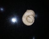 A picture of step 7 of Alkaki.