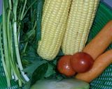Foto langkah ke 1 dari resep Sayur bening daun katuk(ASI booster).