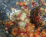 Foto langkah ke 2 dari resep Sambal Kol Goreng.