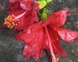 A picture of step 1 of Hibiscus Tea.