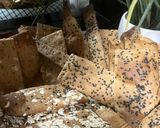 Foto del paso 9 de la receta Crackers de espelta !!!!