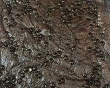 Foto langkah ke 5 dari resep Shiny Brownies.