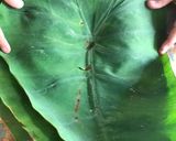 A picture of step 1 of Arvi leaf.