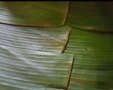 Foto langkah ke 5 dari resep Tape beras ketan hijau.
