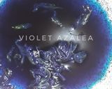 Foto langkah ke 1 dari resep Rosebud Steamed Buns ala Violet Azalea.