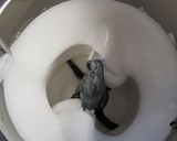 Une image de l'étape 4 de °gâteau au potiron °.