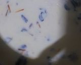 A picture of step 1 of Golden immuno kesar milk shake.