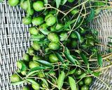 Hình bước làm 1 của món Gỏi cóc thái trộn lỗ tai heo ngâm giấm 🥗😘