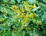 Foto del paso 1 de la receta: Aguja con ensalada cítrica de achicoria