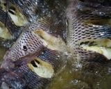 Foto langkah ke 3 dari resep Ikan Nila Goreng.