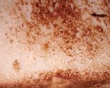 A picture of step 5 of Malai sandwich.