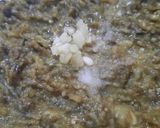 Foto del paso 4 de la receta: Puré de berenjena