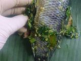 Pepes Ikan kemangi