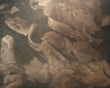 Foto del paso 4 de la receta: 176. Cuscús con manzana, hierbabuena y contramuslo de pollo (principal carne)