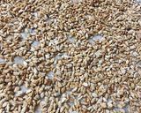 Foto del paso 4 de la receta: Garrapiñadas de maní y de semillas de girasol