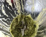 รูปขั้นตอนการทำที่ 3 ของ Pesto pasta 🍝