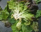 Foto del paso 1 de la receta: Ensalada Caprichosa con Pera Queso Azul y Anacardos