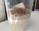Foto del paso 1 de la receta: Agua de horchata 😋