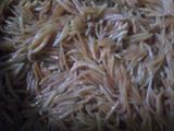 Hand Made Traditional Saviya