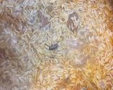 A picture of step 5 of Motton yakni pulao.