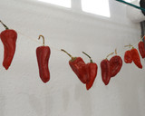 Foto del paso 2 de la receta: Cómo conservar pimientos picantes