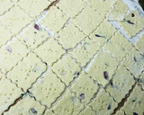 A picture of step 2 of Onion crackers🍽.
