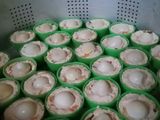 Tahu fantasi