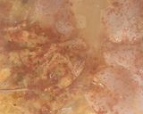 Foto del paso 5 de la receta: Paella de mariscos