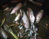 Foto langkah ke 6 dari resep Cumi Hitam Putih Telur.