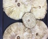 Őzláb gomba töltve recept fázis 2 fotója