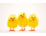 Foto del paso 5 de la receta: Monas de Pascua