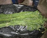Foto langkah ke 1 dari resep 48. Sayur Pakis Pedas (paku).