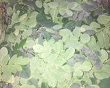A picture of step 1 of Moringa stew.