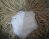 Gambar langkah 1 resipi Puta (Bhutanese Buckwheat Noodles).