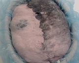 Foto langkah ke 17 dari resep Charcoal Ubi Ungu Sourdough Bread.