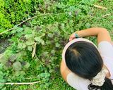 Hình bước làm 1 của món Vào bếp cùng con: thịt lợn gác bếp cuốn rau mọc ven đường Sải Duần, tươi xanh mơn mởn!