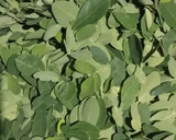 முருங்கை கீரை பொரியால் ரெசிபி ஸ்டேப் 3 புகைப்படம்