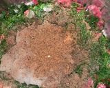 صورة لخطوة 3 من وصفة كفتة بطحينة