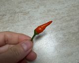 Foto del passaggio 2 della ricetta Verza con uova strapazzate e peperoncino