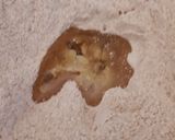 Foto del paso 5 de la receta: Pascualina a mi manera
