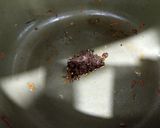 XO醬炒油菜的食譜步驟2照片