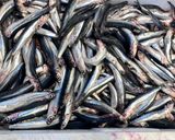 A picture of step 1 of Microwave Marinated Anchovies with Olive Oil, Lemon, Salt, and Pepper.